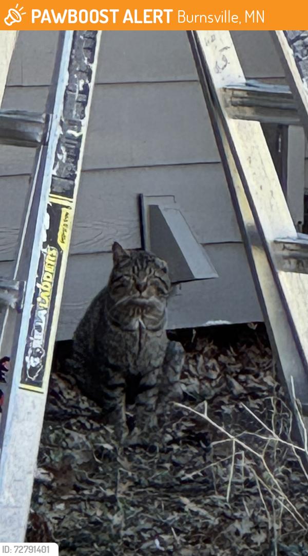Found/Stray Unknown Cat last seen Between 4th Ave and Oakland Dr, Burnsville, MN 55337