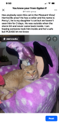 Lost Male Cat last seen Near n hwy 89 near the Bestos , Pleasant View, UT 84404