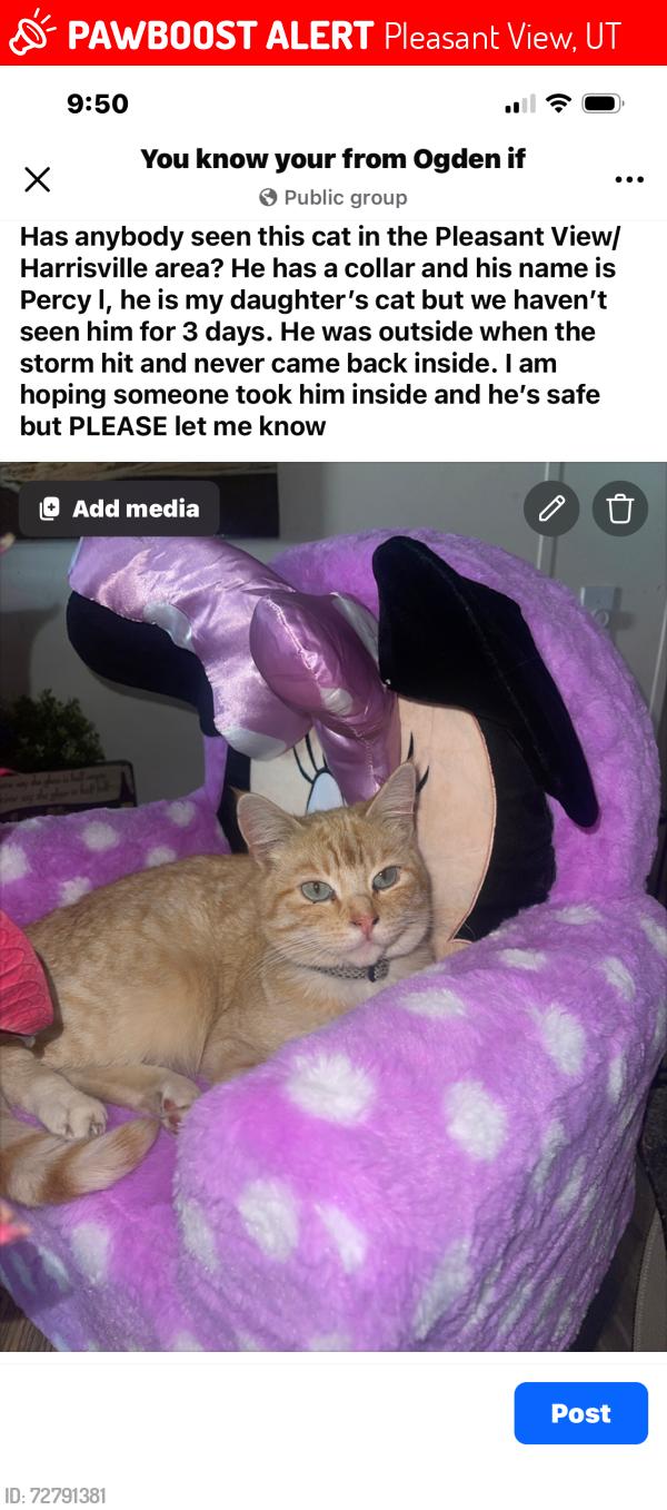 Lost Male Cat last seen Near n hwy 89 near the Bestos , Pleasant View, UT 84404