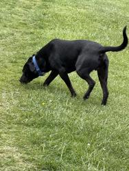 Found/Stray Male Dog last seen Cypress apmts , Johnson City, TN 37615