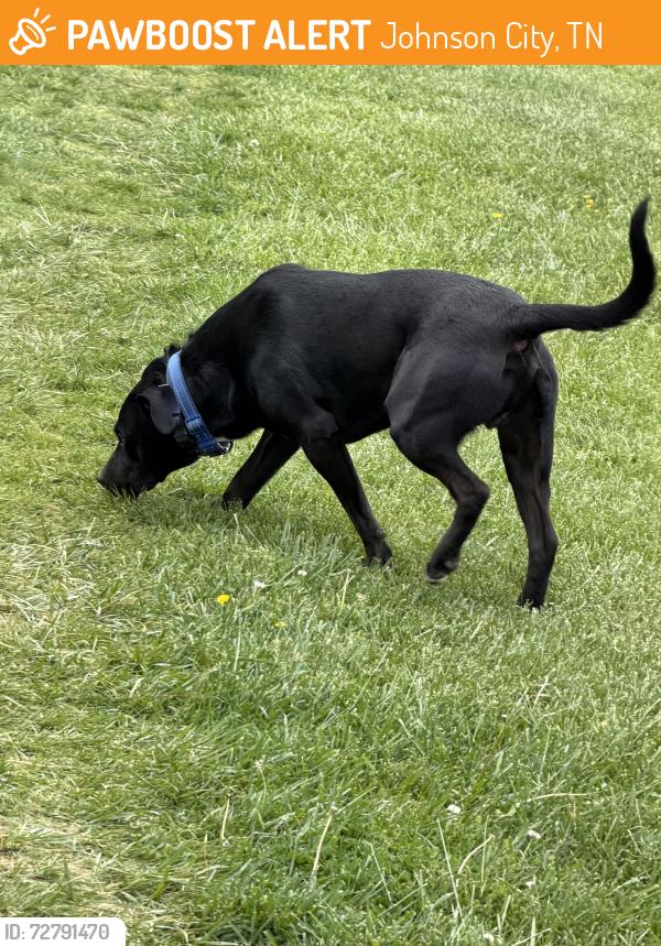 Found/Stray Male Dog last seen Cypress apmts , Johnson City, TN 37615