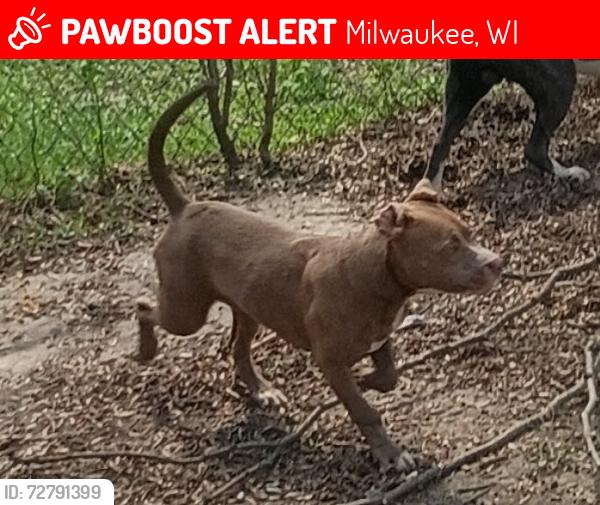 Lost Female Dog last seen 12TH & Burleigh, Milwaukee, WI 53206