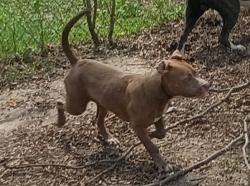 Lost Female Dog last seen 12TH & Burleigh, Milwaukee, WI 53206