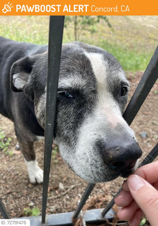 Found/Stray Female Dog last seen Behind clayton Creek apmts (Mt Diablo Creek), Concord, CA 94521