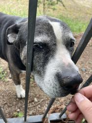 Found/Stray Female Dog last seen Behind clayton Creek apmts (Mt Diablo Creek), Concord, CA 94521