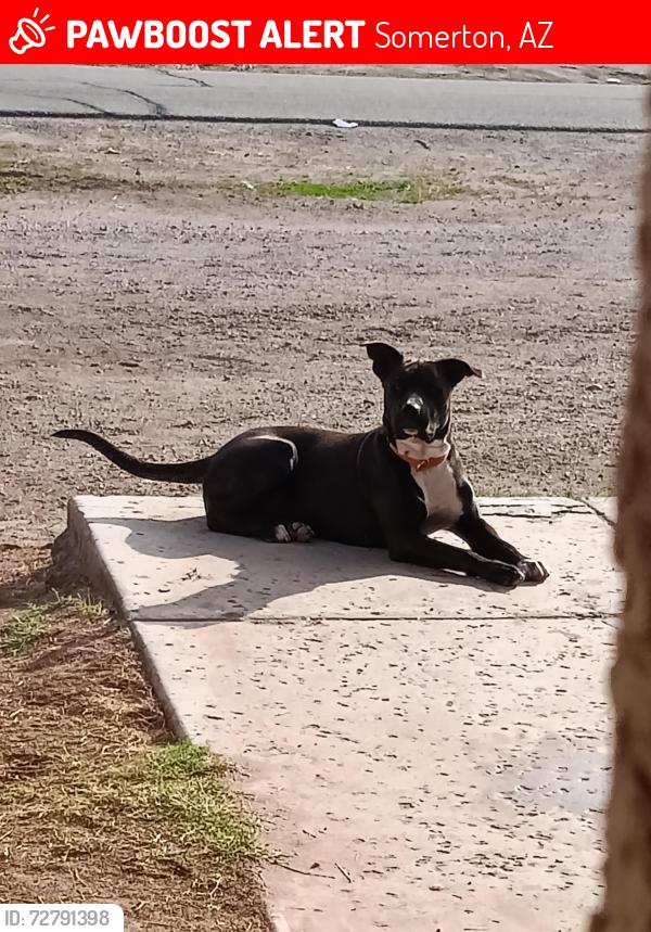 Lost Female Dog last seen Near Hava st Somerton az, Somerton, AZ 85350