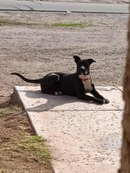 Lost Female Dog last seen Near Hava st Somerton az, Somerton, AZ 85350