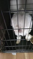 Found/Stray Unknown Dog last seen Hunter road, Hamilton County, TN 37363