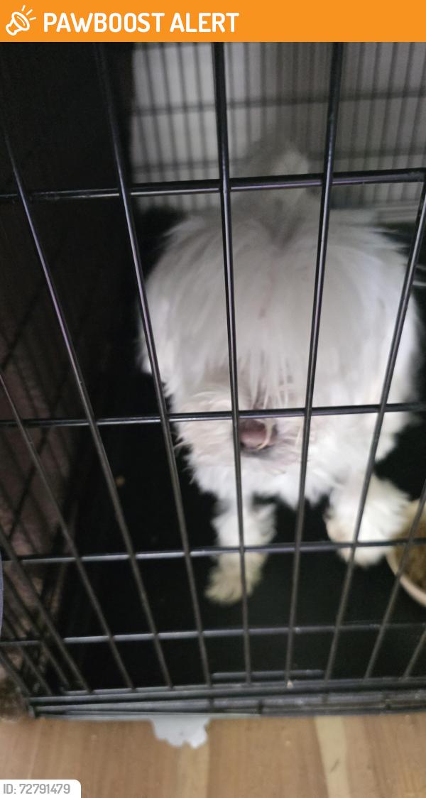 Found/Stray Unknown Dog last seen Hunter road, Hamilton County, TN 37363