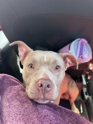 Lost Female Dog last seen sedgefield rd marietta ga 30062, Marietta, GA 30062