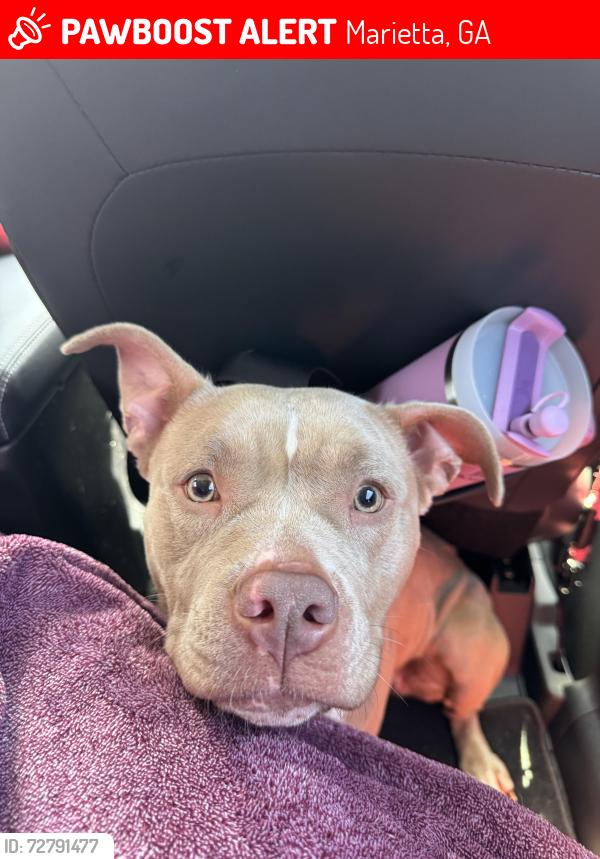 Lost Female Dog last seen sedgefield rd marietta ga 30062, Marietta, GA 30062