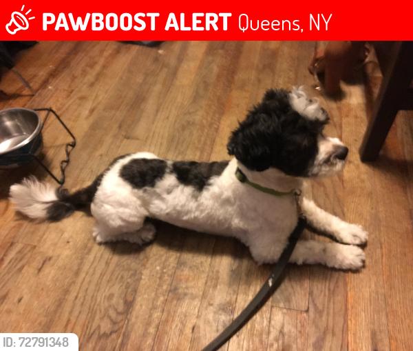 Lost Male Dog last seen 44-35 Colden Street , Queens, NY 11355