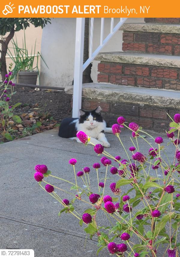Found/Stray Unknown Cat last seen 80th street between 7th and 10th Avenue , Brooklyn, NY 11228