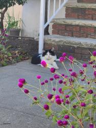 Found/Stray Unknown Cat last seen 80th street between 7th and 10th Avenue , Brooklyn, NY 11228