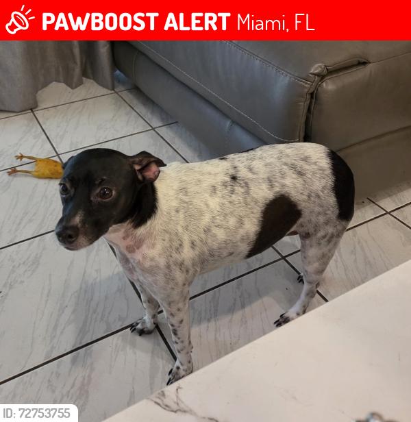 Lost Female Dog last seen Sw 112th st. And 142 ave. , Miami, FL 33186
