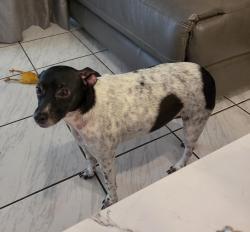 Lost Female Dog last seen Sw 112th st. And 142 ave. , Miami, FL 33186
