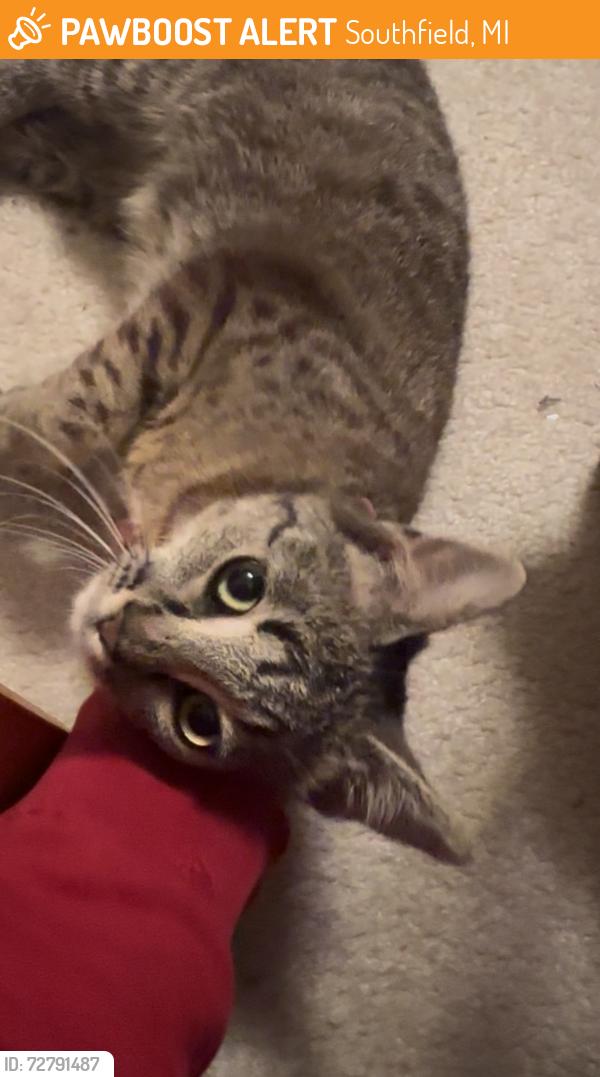 Found/Stray Unknown Cat last seen 12 mile and Greenfield , Southfield, MI 48076