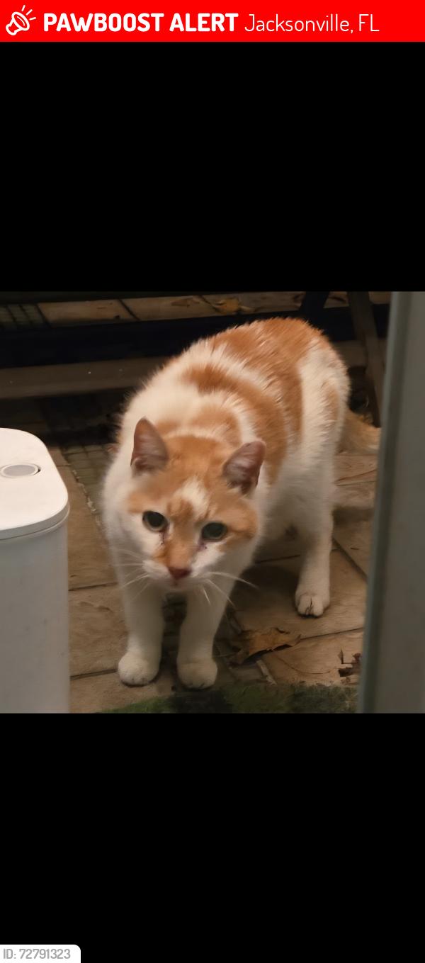 Lost Male Cat last seen Willesdon Drive West Jacksonville Florida 32246, Jacksonville, FL 32246