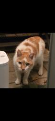 Lost Male Cat last seen Willesdon Drive West Jacksonville Florida 32246, Jacksonville, FL 32246
