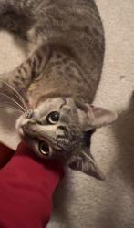 Found/Stray Unknown Cat last seen 12 mile and Greenfield , Southfield, MI 48076
