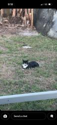 Found/Stray Unknown Cat last seen Temple St & Village Blvd, West Palm Beach, FL 33407