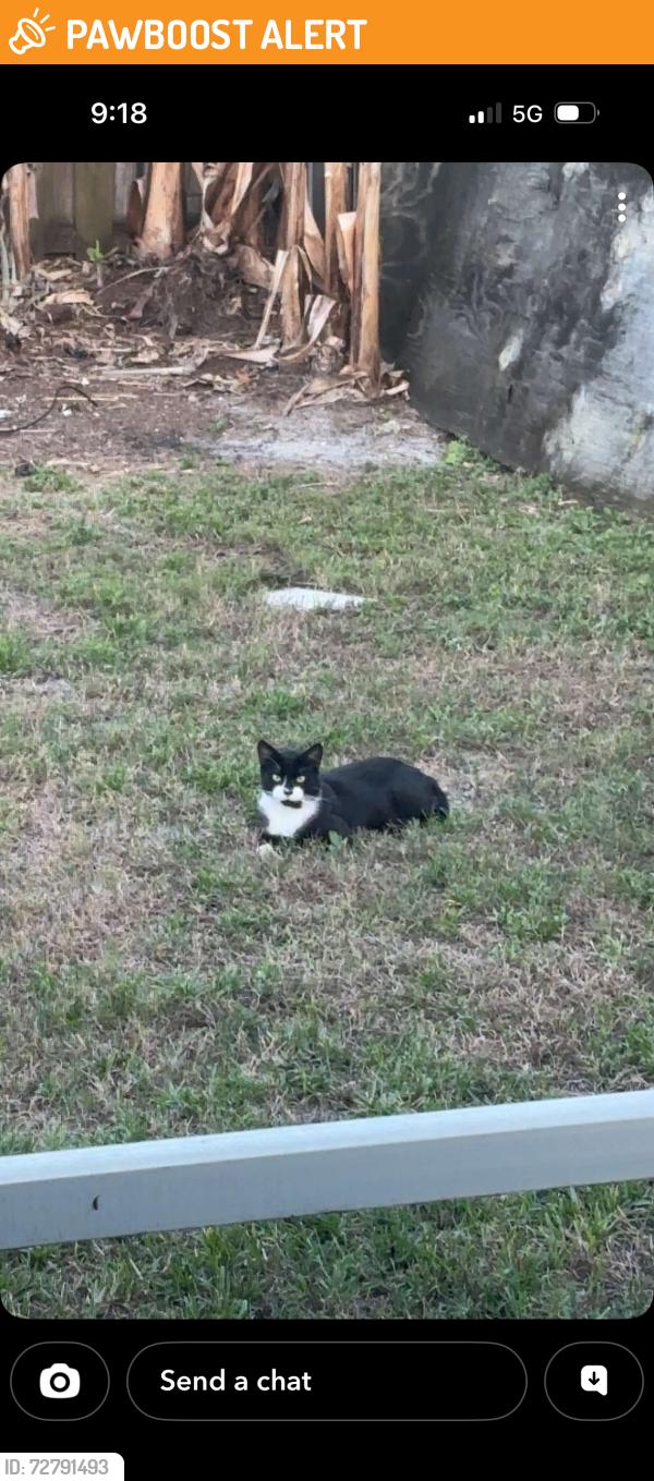 Found/Stray Unknown Cat last seen Temple St & Village Blvd, West Palm Beach, FL 33407