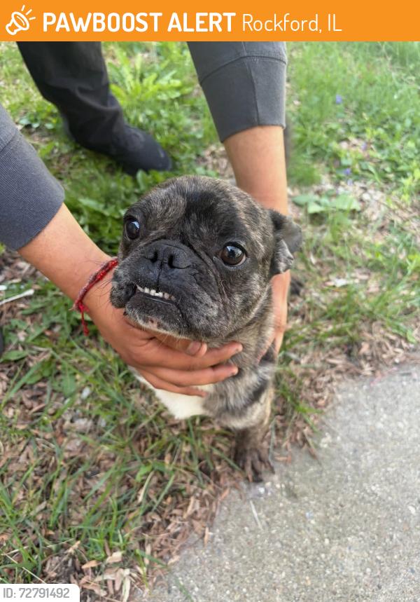 Found/Stray Male Dog last seen By Montague street, Rockford, IL 61102