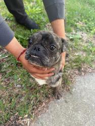 Found/Stray Male Dog last seen By Montague street, Rockford, IL 61102
