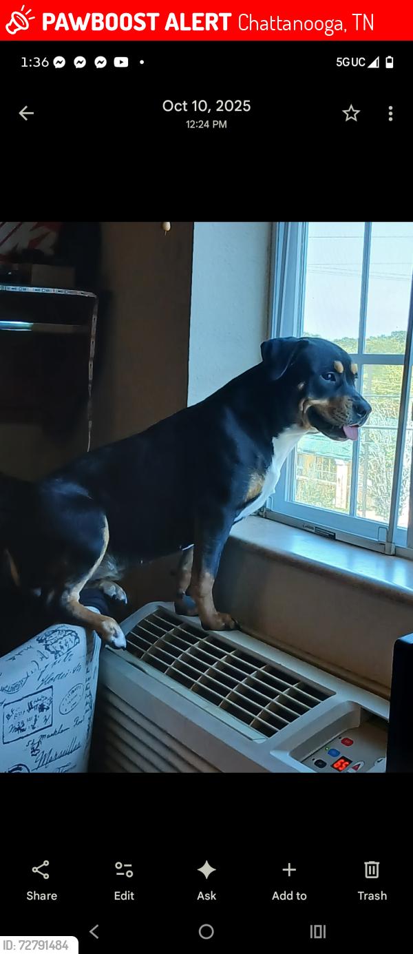 Lost Female Dog last seen Hickory valley road, Chattanooga, TN 37421