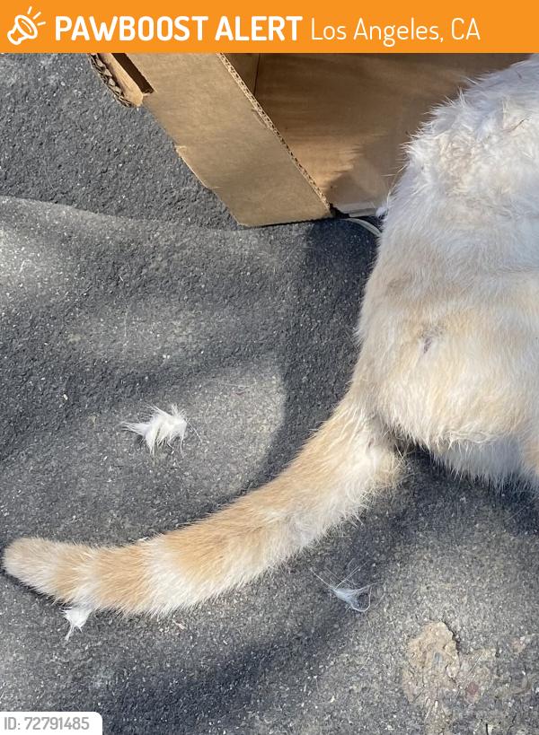 Found/Stray Unknown Cat last seen Rector Pl and Sanborn Av, Los Angeles, CA 90029