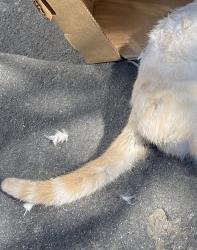 Found/Stray Unknown Cat last seen Rector Pl and Sanborn Av, Los Angeles, CA 90029