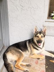 Found/Stray Male Dog last seen Busch and 46, Temple Terrace, FL 33617