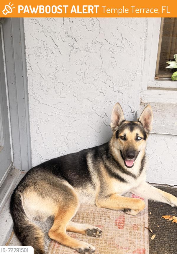 Found/Stray Male Dog last seen Busch and 46, Temple Terrace, FL 33617