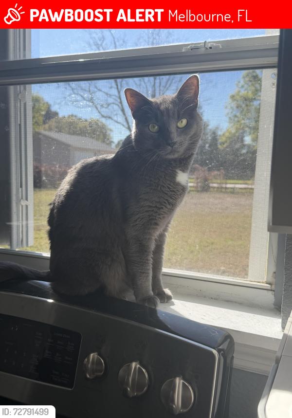 Lost Female Cat last seen Turtle Mount Rd, Lake Washington, Aurora Rd , Melbourne, FL 32934