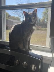 Lost Female Cat last seen Turtle Mount Rd, Lake Washington, Aurora Rd , Melbourne, FL 32934