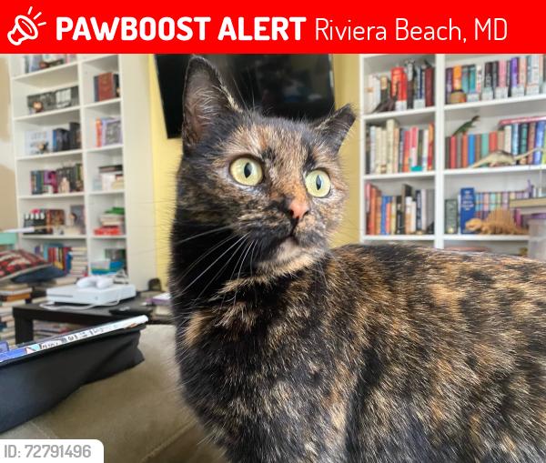 Lost Female Cat last seen Dale Rd and ton Rd, Riviera Beach, MD 21122
