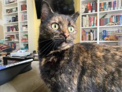 Lost Female Cat last seen Dale Rd and ton Rd, Riviera Beach, MD 21122