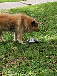 Found/Stray Male Dog last seen Bellfort and Hillcroft, Houston, TX 77035