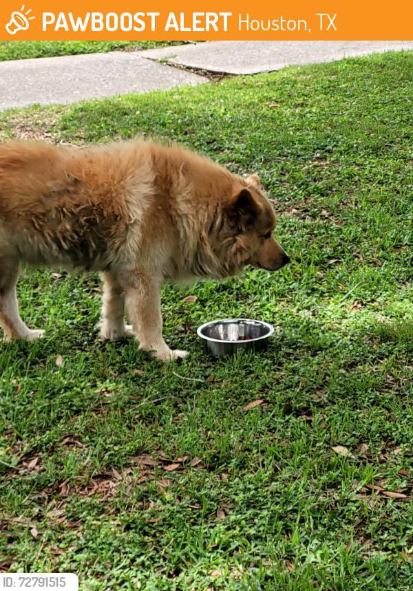 Found/Stray Male Dog last seen Bellfort and Hillcroft, Houston, TX 77035
