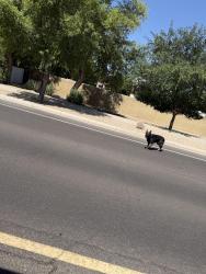 Found/Stray Unknown Dog last seen Greenfield and Ocotillo, Gilbert, AZ 85298