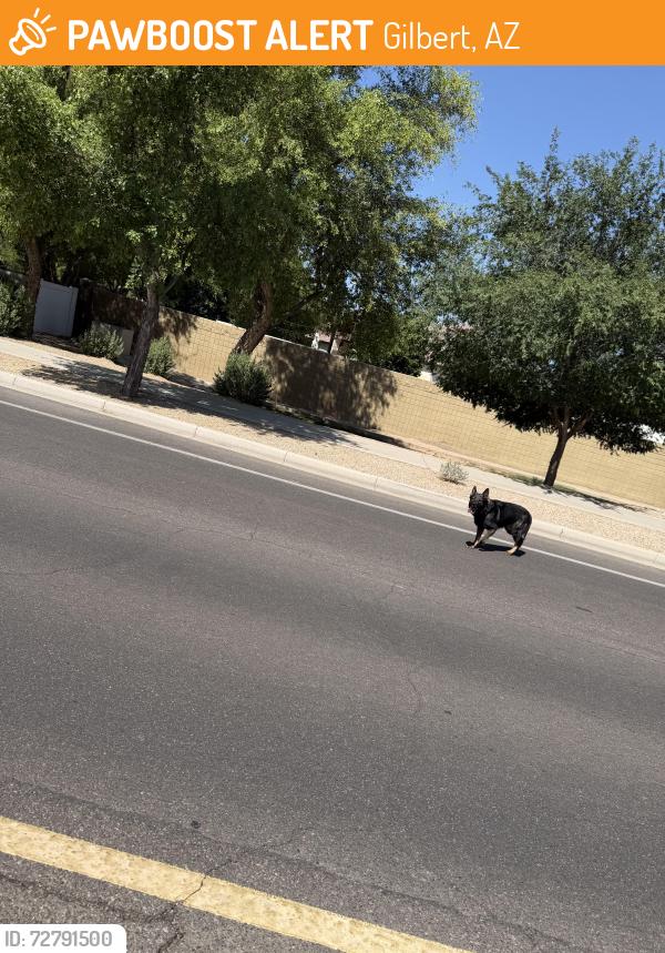 Found/Stray Unknown Dog last seen Greenfield and Ocotillo, Gilbert, AZ 85298