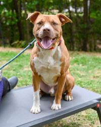 Shelter Stray Male Dog last seen Near Colonial Parkway, 30034, GA, Atlanta, GA 30341