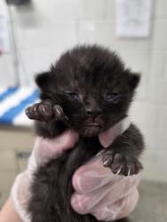 Shelter Stray Female Cat last seen Near Mathews St., 21218, MD, Baltimore, MD 21230