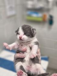 Shelter Stray Female Cat last seen Near Mathews St., 21218, MD, Baltimore, MD 21230