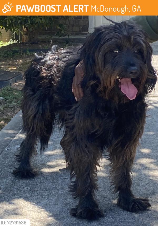 Found/Stray Male Dog last seen Cottages at avalon, McDonough, GA 30253