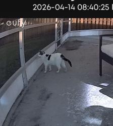 Found/Stray Unknown Cat last seen Temple St & Village Blvd, West Palm Beach, FL 33407