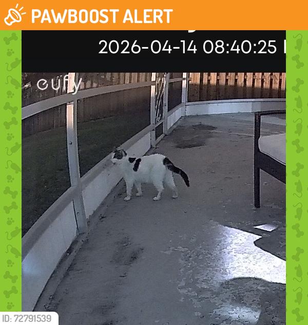 Found/Stray Unknown Cat last seen Temple St & Village Blvd, West Palm Beach, FL 33407