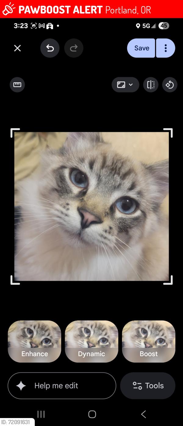 Lost Male Cat last seen Sw capital hill hey and sw California st, Portland, OR 97219