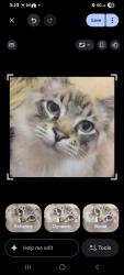 Lost Male Cat last seen Sw capital hill hey and sw California st, Portland, OR 97219