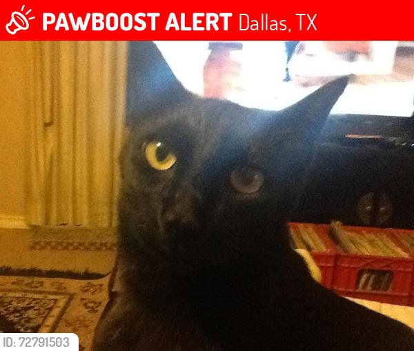 Lost Male Cat last seen Solta @ Bondstone, Dallas, TX 75218